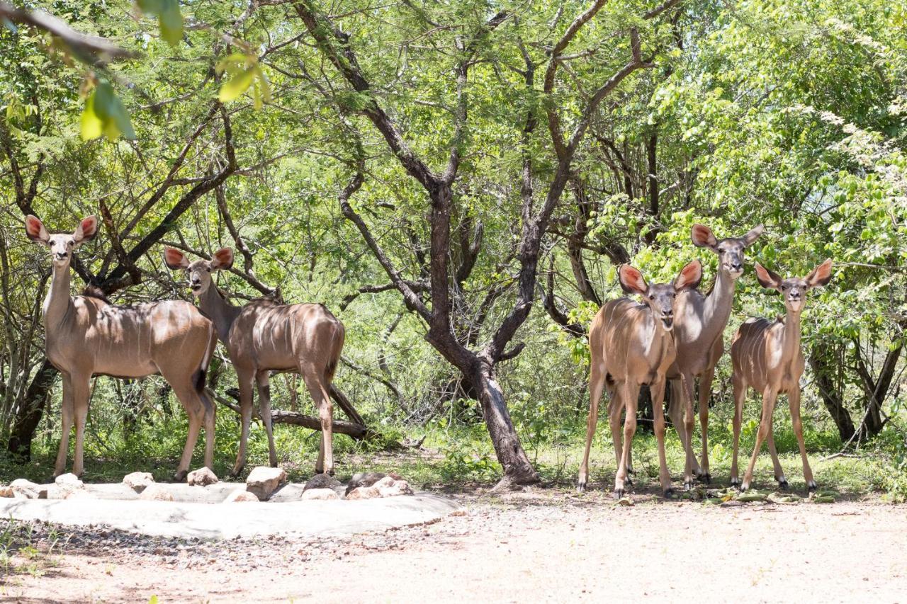 Hello Kruger Hideaway Cottage & Skilpad Studio Marloth Park Dış mekan fotoğraf